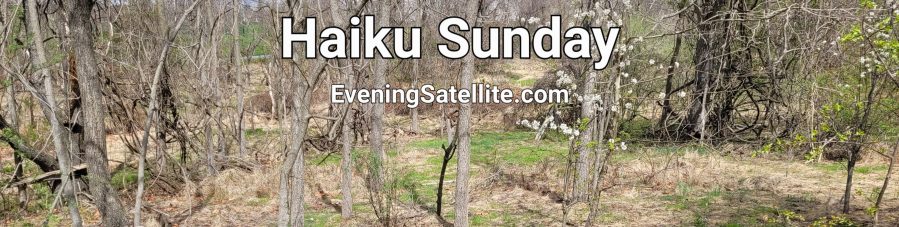 Haiku Sunday title image, EveningSatellite.com, spring, woods, park